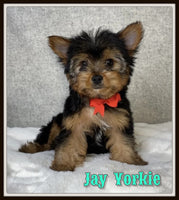 Jay Male Yorkshire Terrier $1200