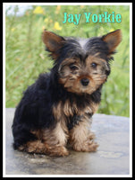 Jay Male Yorkshire Terrier $850