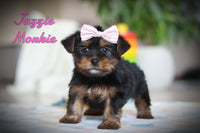Jazzie Female Morkie $1600