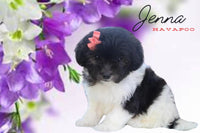 Jenna Female Havapoo $550