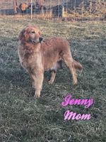 Jenny Female AKC Golden Retriever $650