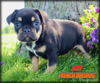 Joey Male AKC French Bulldog $1500