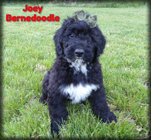 Bernedoodle