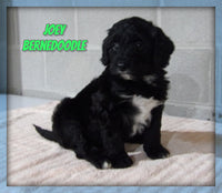 Joey Male Bernedoodle $2500