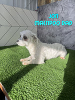 Isabella Female Maltipoo $1200