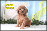 Jordan Male Cavapoo $850
