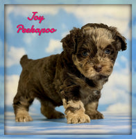 Peekapoo