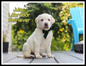 Labrador Retriever