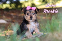 June Female Morkie $1095