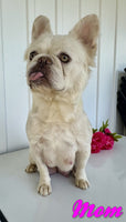 Zoey Female AKC Fluffy French Bulldog $1950