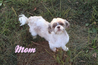 Evon Male ICA Shihpoo $995
