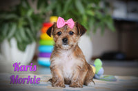 Karis Female Morkie $1200