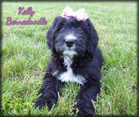 Bernedoodle