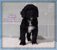 Kelly Female Bernedoodle $2500