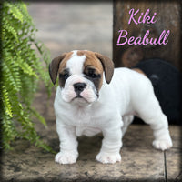 Kiki Female Beabull $1395