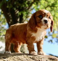 Mario Male AKC Cavalier $1895