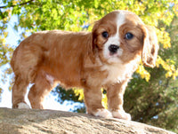 Mario Male AKC Cavalier $1895