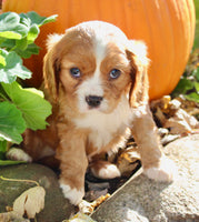 Mario Male AKC Cavalier $1895