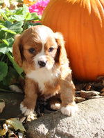 Mario Male AKC Cavalier $1895