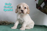 Kody Male Cocker Spaniel $995