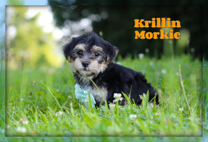 Morkie