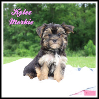 Kylee Female Morkie $850