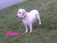 Dusty Male AKC Labrador Retriever $1350