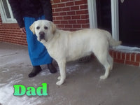 Destiny Female AKC Labrador Retriever $1350