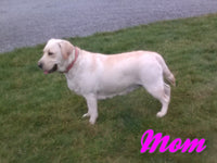 Ribsy Female AKC Labrador Retriever $1250