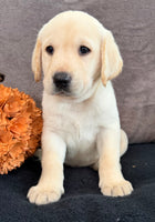 Sawyer Male AKC Labrador Retriever $1250