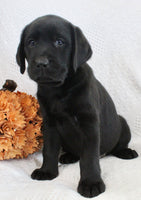 Sydney Female AKC Labrador Retriever $1150