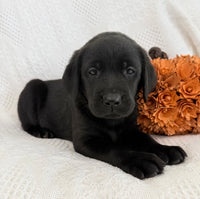 Stella Female AKC Labrador Retriever $1150