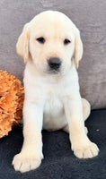 Sawyer Male AKC Labrador Retriever $1250
