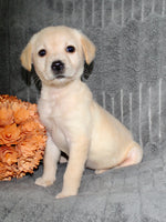Suzie Female AKC Labrador Retriever $750.00