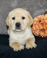 Sam Male AKC Labrador Retriever $1250