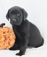 Storm Male AKC Labrador Retriever $1250