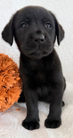 Starlight Female AKC Labrador Retriever $1150