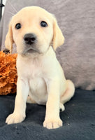 Sadie Female AKC Labrador Retriever $1150