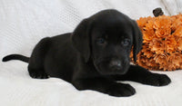 Shadow Male AKC Labrador Retriever $1250