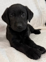 Sonya Female AKC Labrador Retriever $1150