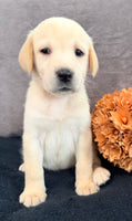 Summer Female AKC Labrador Retriever $1150
