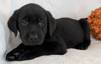 Sparkle Female AKC Labrador Retriever $1150