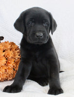 Storm Male AKC Labrador Retriever $1250