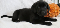 Shadow Male AKC Labrador Retriever $1250