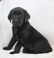 Sydney Female AKC Labrador Retriever $1150
