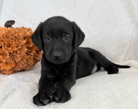 Sonya Female AKC Labrador Retriever $1150