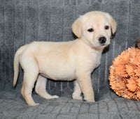 Suzie Female AKC Labrador Retriever $750.00