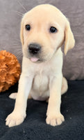 Sadie Female AKC Labrador Retriever $1150