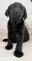 Stella Female AKC Labrador Retriever $1150