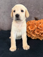 Summer Female AKC Labrador Retriever $1150
